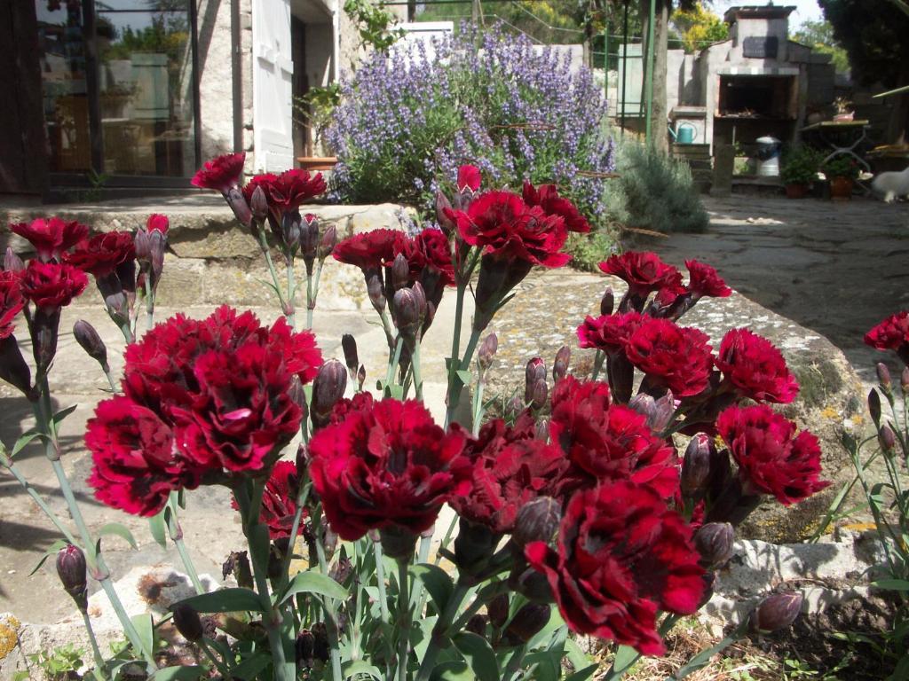 Bed and Breakfast Ecuries Sainte Croix Carcassonne Exterior foto